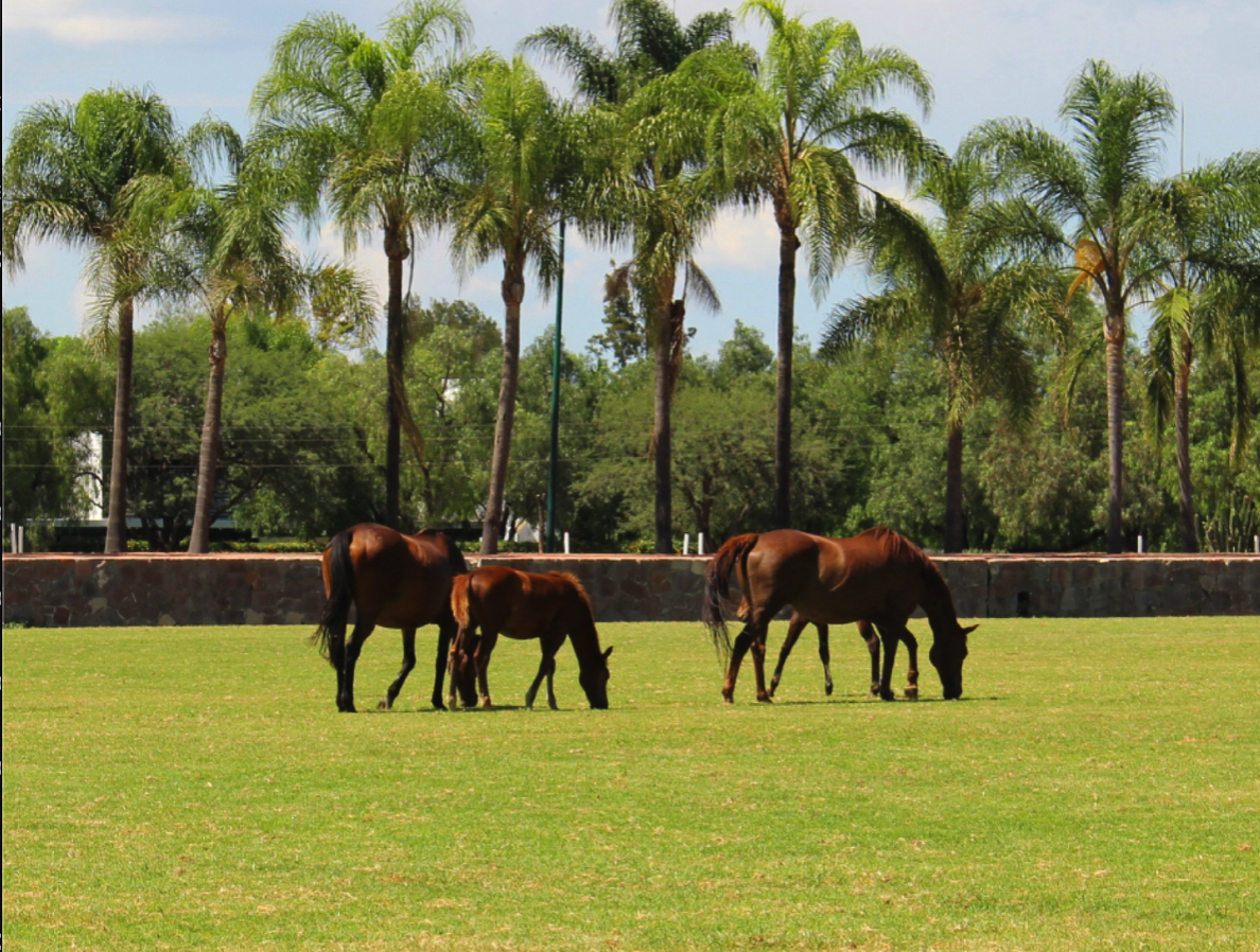 Descubre las mejores terrazas en Querétaro para disfrutar de un brunch, una comida con vista espectacular o un momento pet friendly. 